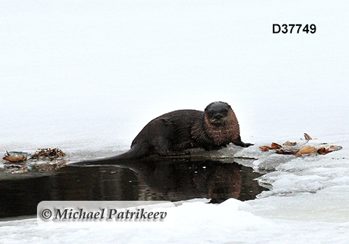 North American River Otter (Lontra canadensis)